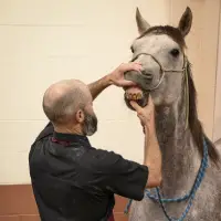 Cayle Cutburth Equine Dentistry Branding Session-1western-equine-lifestyle-fineart -photography
