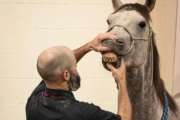 Cayle Cutburth Equine Dentistry Dental Anatomy Cayle Cutburth Equine Dentistry Dental Anatomy